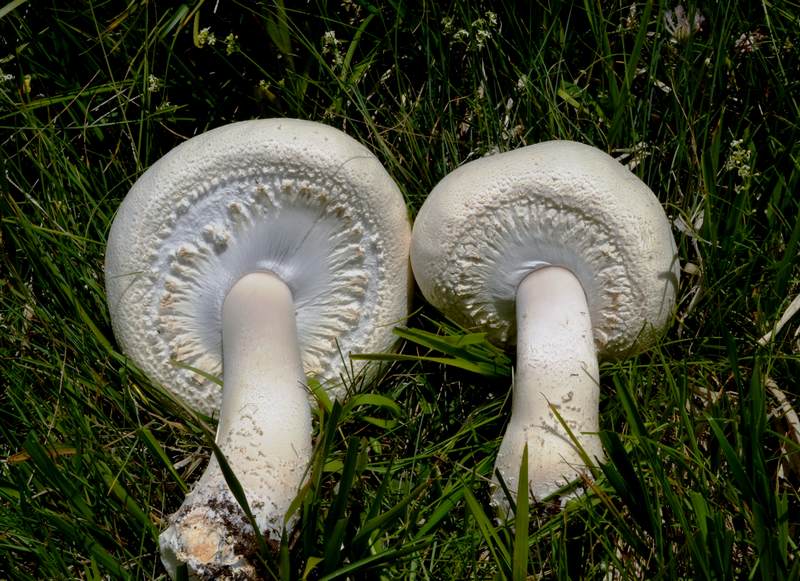 Agaricus urinascens